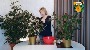 ЧЕРЕНКОВАНИЕ КАУЧУКОНОСНОГО ФИКУСА.