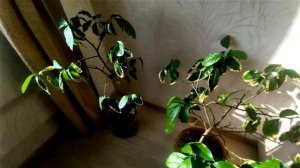 Почему у лимона желтеют и опадают листья ЧТО ДЕЛАТЬ КАК СПАСТИ