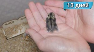 Джунгарские хомяки от 0 до 28 дней за 4 минуты. Как растут маленькие хомячки