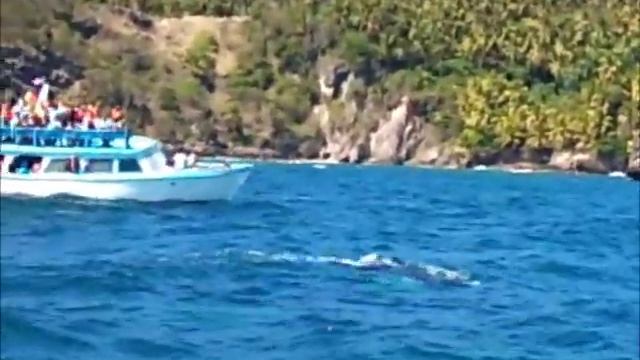 Samana Excursion & Tour - Whale Watching Tour in Samana, Dominican Republic смотреть онлайн