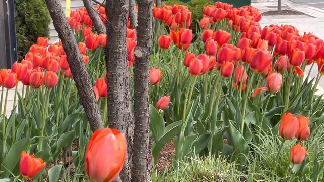 Beautiful Red tulips || simply princess usa смотреть онлайн