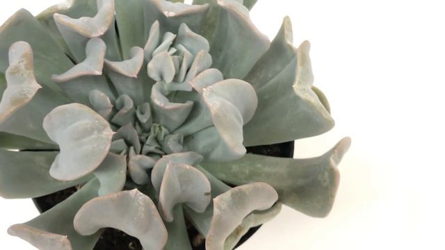 Echeveria Runyonii