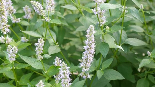 Clethra Alnifolia 'Ruby Spice' UHD 4K смотреть онлайн