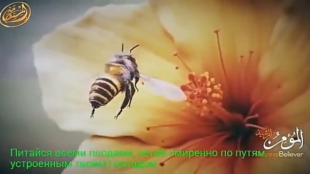 КОРАН о пчелах смотреть онлайн