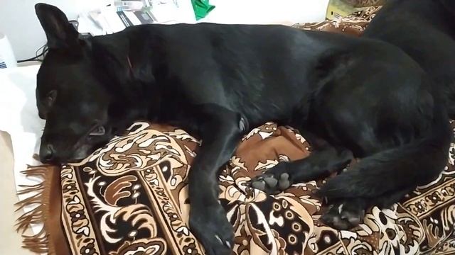 Сон немецкой овчарки #shorts #blackgermanshepherds #doglovers