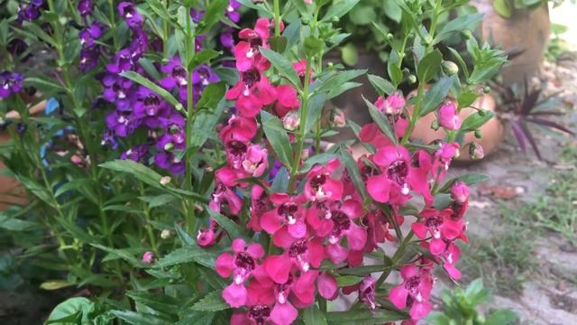 Angelonia Flowers | Colorful Combinations | Relaxing in our garden смотреть онлайн