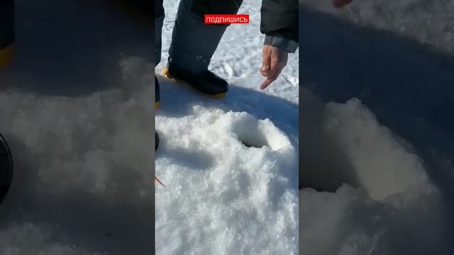 РЫБАЛКА НА ЖЕРЛИЦЫ 2023. /ПОДПИШИСЬ/ #жерлицы2023 #shorts #рыбалка #fishing #рыбалка2023 #щука #рыб смотреть онлайн