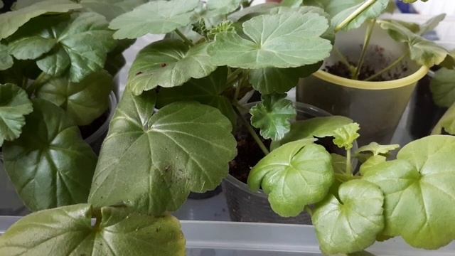 Пеларгония.Укренение черенка. Способ 3 не работает! смотреть онлайн