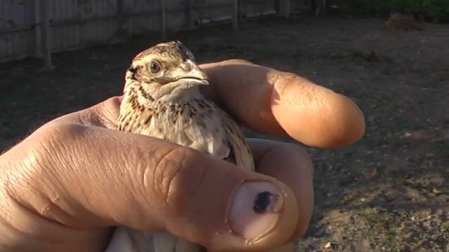 Самка перепела(бедана). Quail female (bedana). смотреть онлайн