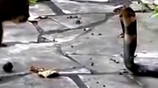 Кобра и кот! смотреть онлайн