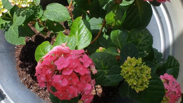 SUMMER CRUSH HYDRANGEA Update#hydrangea #garden #mojusa