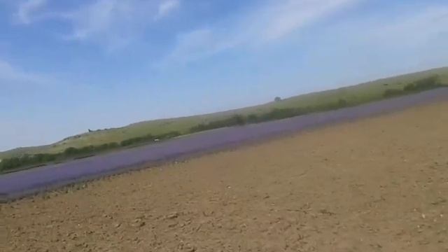 В Крыму цветёт лаванда и шалфей - 20 июня 2019 года. смотреть онлайн