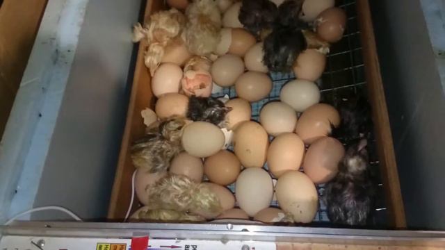 Шок!!!Вылупления цыплят,на 20 сутки инкубации 2 часть!!! смотреть онлайн