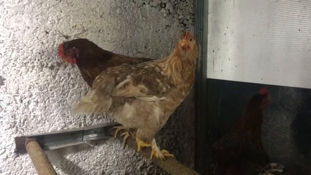 Ходила кормила курочек, пеку блинчики. смотреть онлайн