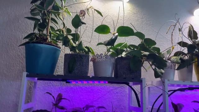 Маленькие изменения в оранжерее с Хойями. Дуги для хойи. Начеренковала хойи.