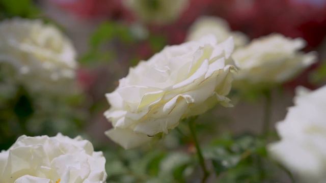 White Rose in the backyard ASMR смотреть онлайн