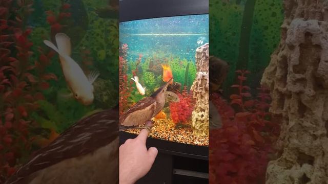 Выпи птица смотреть онлайн