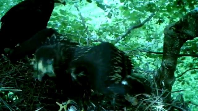 Большой подорлик ( Aquila clanga) смотреть онлайн