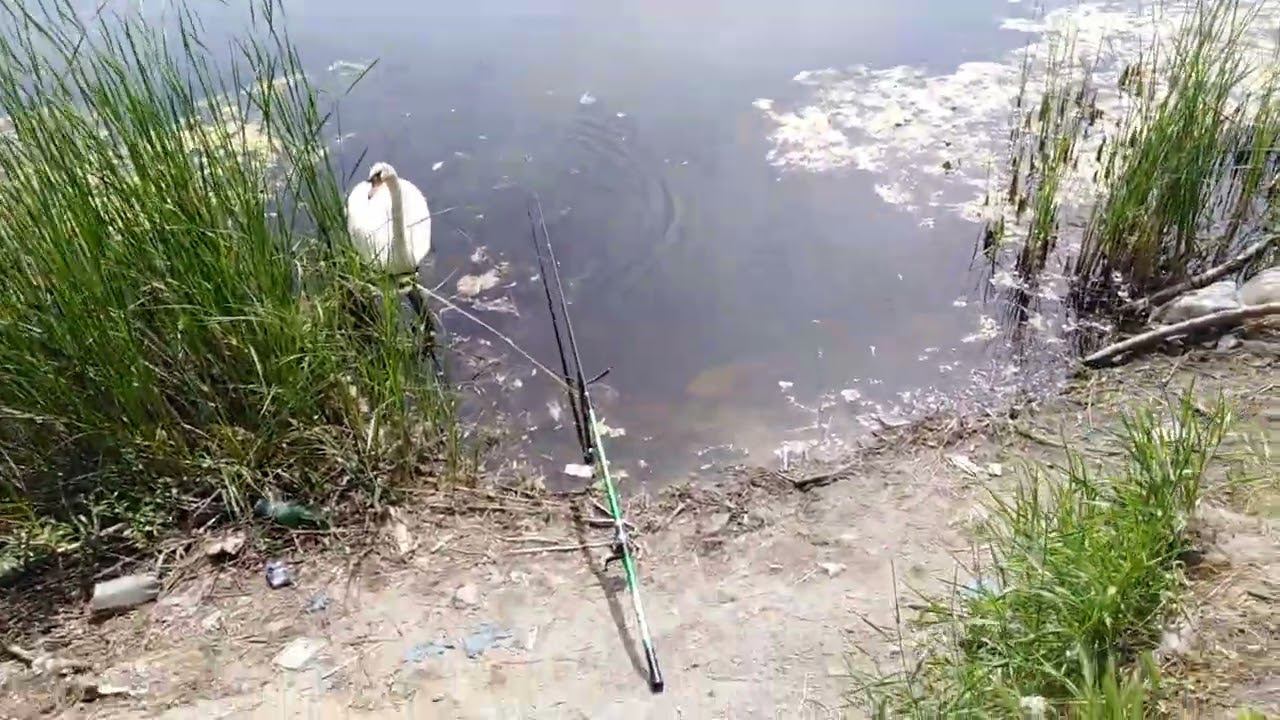 Рыбалка. Лебедь. Удочка. смотреть онлайн