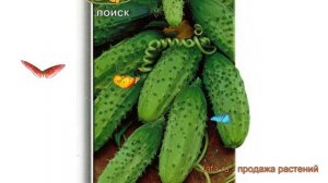 Огурец обыкновенный Конкурент (konkurent) ? Конкурент обзор: как сажать, семена огурца Конкурент