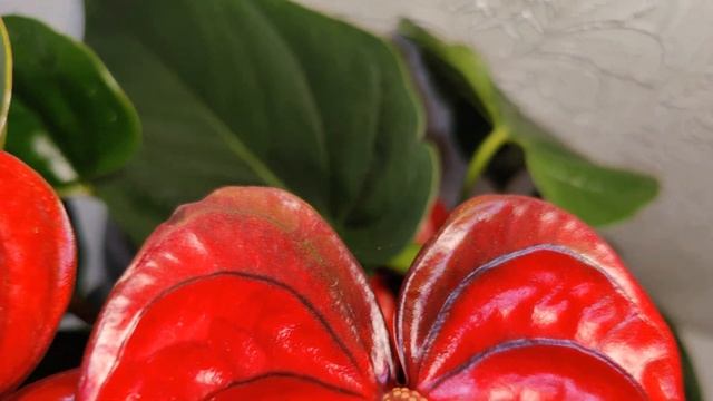 Anthurium Karma Dark Red / Антуриум Карма Дарк Ред (размер 17/55) - Цветы Вместе Vk.com/cvetyvmeste