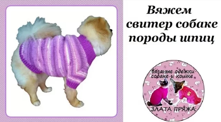 Вяжем свитер собаке породы шпиц