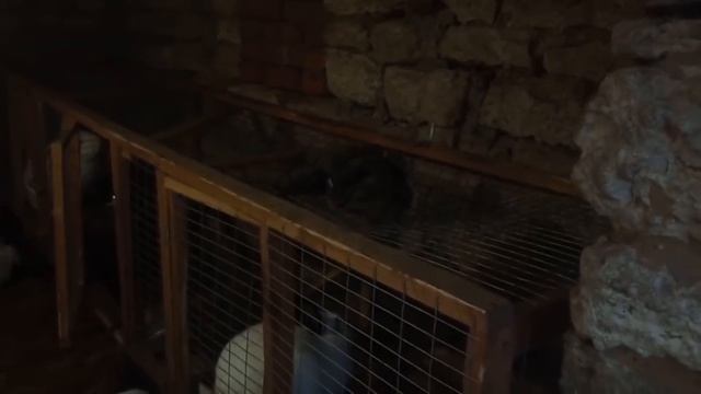 ПРИШЛА НАСТОЯЩАЯ ЗИМА В ДЕРЕВНЮ/НАГЛЫЕ СОСЕДИ ОТБИРАЮТ ЕДУ - О ХОЗЯЙСТВЕ