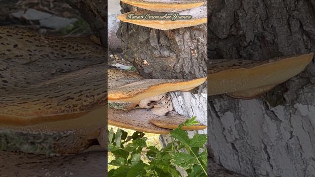 Огромные грибы в центре города смотреть онлайн