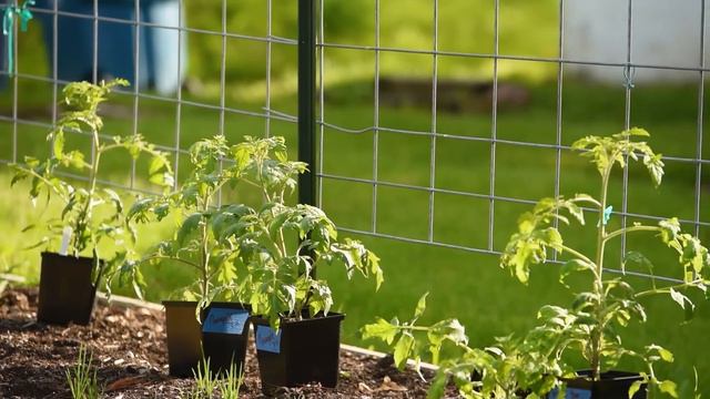 CATTLE PANELS trellises a must in the VEGGIE GARDEN! SO undervalued! смотреть онлайн