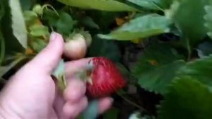 "Мальвина"—самый поздний сорт клубники,который стоит посадить.