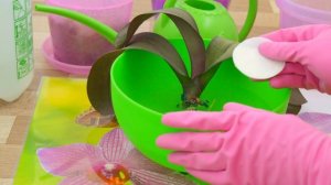 ЯНТАРНАЯ КИСЛОТА ДЛЯ ОРХИДЕЙ. ПРИМЕНЕНИЕ.