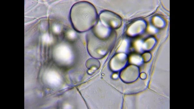 КАК ВЫГЛЯДИТ КАРТОФЕЛЬ ПОД МИКРОСКОПОМ | Крахмал картофельный в виде ракушки смотреть онлайн