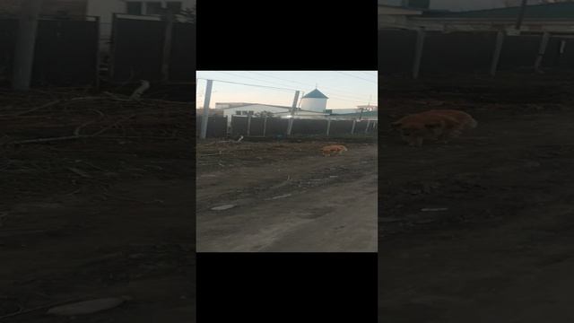 20230416_Омск. Бродячие собаки смотреть онлайн
