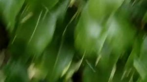 Лучший сорт груш. Груша Конференция