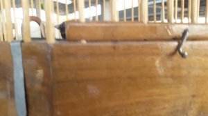 Тошкент қуш бозори: Ёввойи сайроқи қушлар - Дикие певчие птицы 10.10.20 Tashkent bird market