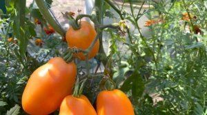 Посадите в следующем году кистевой томат Банан Оранжевый.