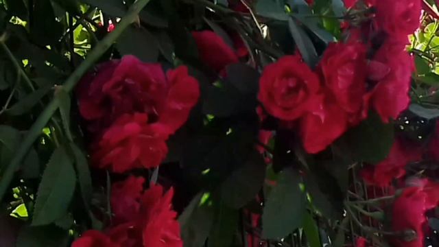 Видео см.и слушать перед сном! смотреть онлайн