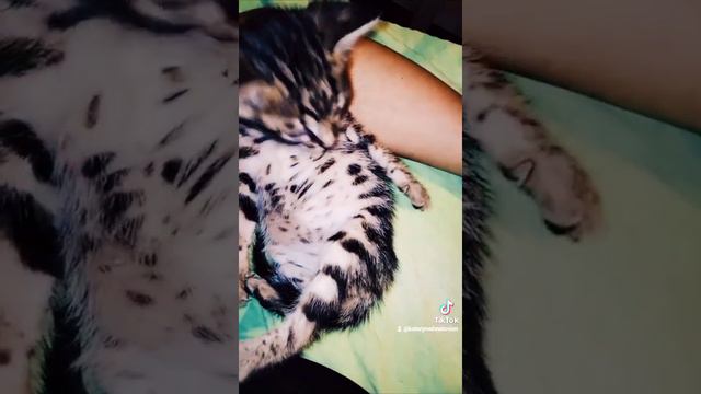 Бенгал, бенгальская кошка, котенок бенгала смотреть онлайн