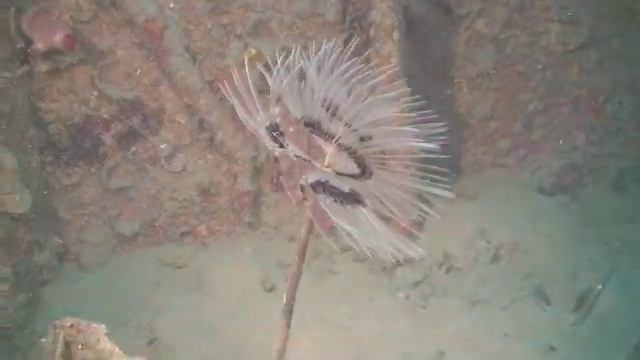 Secca di San Antonio - Cycnus Diving Center смотреть онлайн