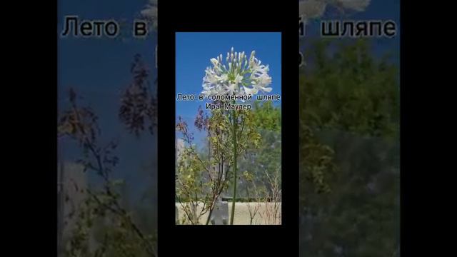Лето в соломенной шляпе Текст,музыка,исполнение Ира Маулер. смотреть онлайн