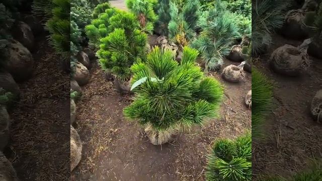 Сосна Тунберга Баншошо. смотреть онлайн