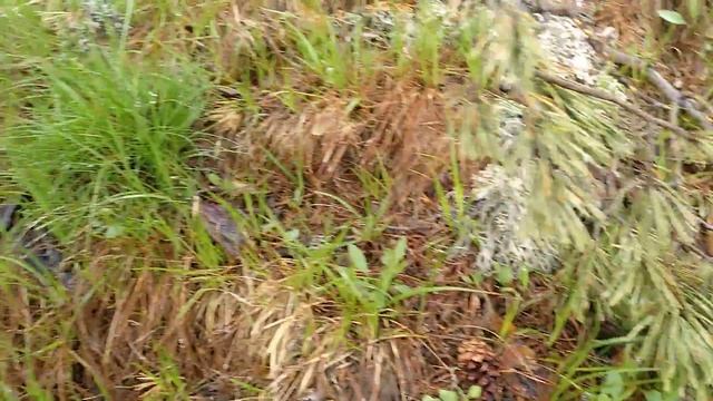 En busca de Boletus Pinicola comunidad de Madrid 6/6/18 (Primera intentona, al final fue erythropus смотреть онлайн