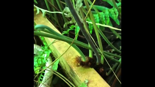 Экскурсия в оранжерею ИБПК СО РАН смотреть онлайн