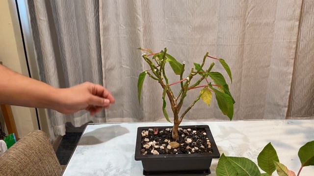 Pruning my Poinsettia and a Rescued Ficus! смотреть онлайн