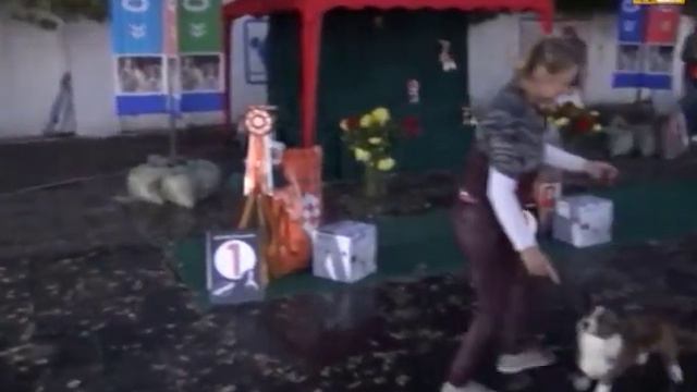 Выставка собак Осенняя легенда 2015. BIS. Best in Show. смотреть онлайн