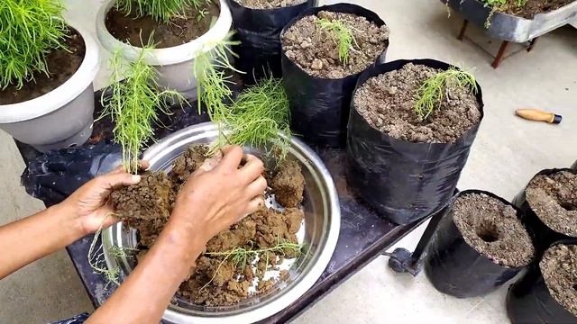 how to grow kochia from seeds | how to grow kochia plant | kochia seed germination | kochia plant. смотреть онлайн