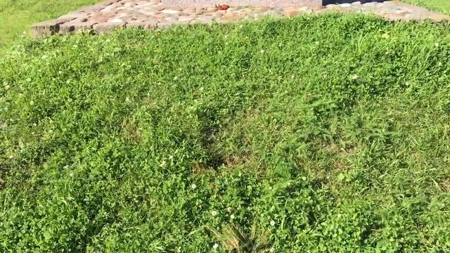 Место казни декабристов смотреть онлайн
