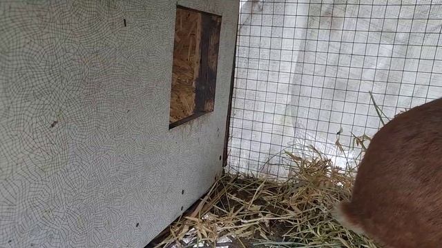 Как сделать маточник для крольчихи //Жизнь в деревне!!! смотреть онлайн