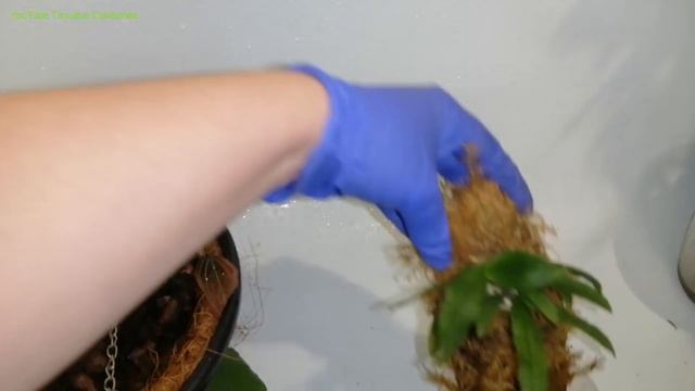 Обзор орхидей в корзинках и на блоках. смотреть онлайн