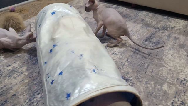 СКАРЛЕТ питомник канадских сфинксов смотреть онлайн